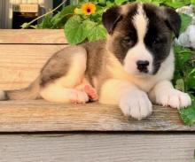 Puppies for sale , akita - Sweden, Esbjerg