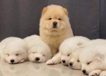 Puppies for sale chow chow - Belgium, Antwerp