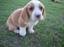 Puppies for sale basset hound - Czech Republic, Banska Bystrica