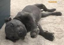 Puppies for sale staffordshire bull terrier - Ireland, Cork