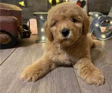 Puppies for sale mixed breed, maltipoo - Ireland, Waterford