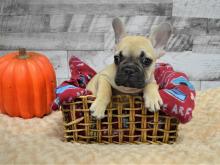 Puppies for sale french bulldog - Czech Republic, Cheb