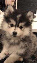 Puppies for sale pomeranian spitz - Belarus, Gomel