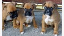 Puppies for sale boxer - Poland, Czestochowa. Price 11 €