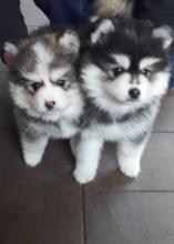 Puppies for sale pomeranian spitz - Latvia, Daugavpils