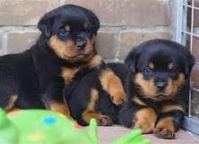 Puppies for sale rottweiler - France, Limoges