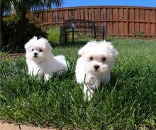 Puppies for sale maltese - Germany, Chemnitz