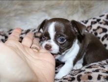 Puppies for sale chihuahua - USA, West Virginia