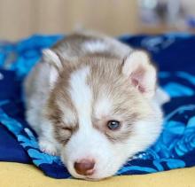 Puppies for sale , siberian husky - Canada, Manitoba, Winnipeg