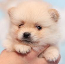 Puppies for sale pomeranian spitz - Ireland, Sligo