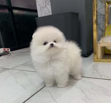 Puppies for sale pomeranian spitz - Lithuania, Klaipeda
