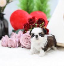 Puppies for sale shih tzu - Ukraine, Kirovograd