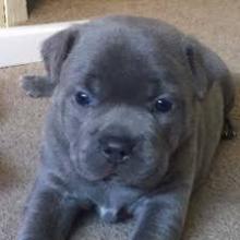 Puppies for sale staffordshire bull terrier - Georgia, Burn