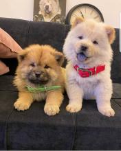 Puppies for sale chow chow - Canada, Alberta, Calgary