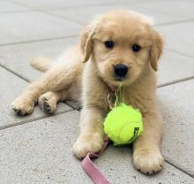 Puppies for sale golden retriever - USA, West Virginia