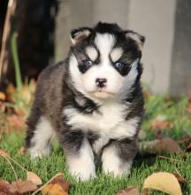 Puppies for sale , pomsky - Netherlands, . Price 3 €