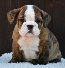 Puppies for sale english bulldog - Germany, Magdeburg