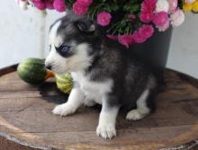 Puppies for sale pomeranian spitz - USA, West Virginia