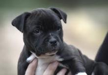 Puppies for sale staffordshire bull terrier - Bulgaria, Rousse