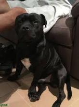 Puppies for sale staffordshire bull terrier - Luxembourg, Luxembourg