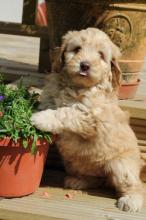 Puppies for sale , labradoodle - Latvia, Preili