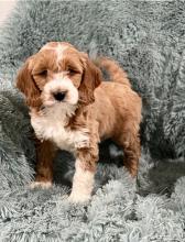 Puppies for sale , goldendoodle - Italy, Venice