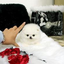 Puppies for sale pomeranian spitz - Latvia, Madonna