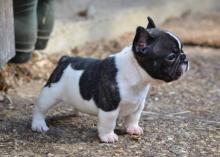 Puppies for sale french bulldog - Russia, Omsk
