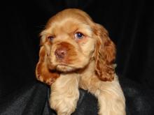 Puppies for sale cocker spaniel - Poland, Pyzheus