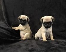 Puppies for sale pug - Netherlands, Amsterdam