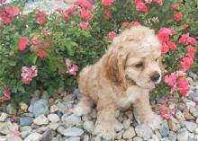 Puppies for sale cocker spaniel - Canada, Ontario, Oshawa