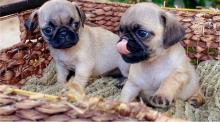 Puppies for sale pug - Russia, Komsomolsk-on-Amur