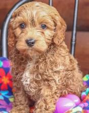 Puppies for sale ,  cockapoo - Azerbaijan, Azerbaijan