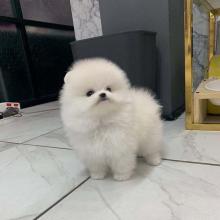 Puppies for sale pomeranian spitz - Canada, British Columbia