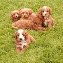 Puppies for sale other breed, cavapoo - Ireland, Dublin