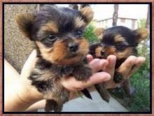 Puppies for sale yorkshire terrier - Germany, Wurzburg