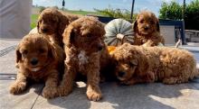 Puppies for sale , cockapoo - Denmark, Aarhus