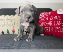 Puppies for sale american pit-bull terrier - Canada, Nova Scotia