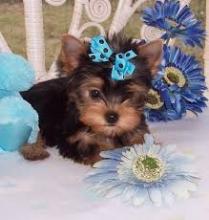 Puppies for sale yorkshire terrier - Sweden, Stockholm