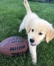 Puppies for sale golden retriever - USA, Wyoming