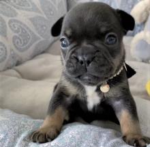 Puppies for sale french bulldog - USA, New Mexico