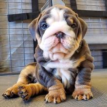 Puppies for sale english bulldog - Ukraine, Ivano-Frankivsk