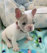 Puppies for sale french bulldog - USA, Delaware