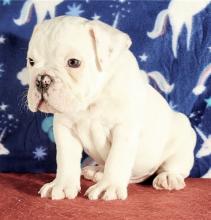 Puppies for sale english bulldog - Portugal, Lisbon