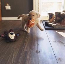 Puppies for sale golden retriever - USA, Kansas