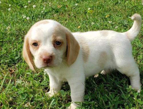 Продам щенка Бигль - Италия, Болонья