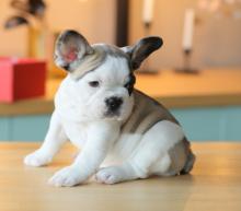 Puppies for sale french bulldog, french bulldog - Lithuania, Silale