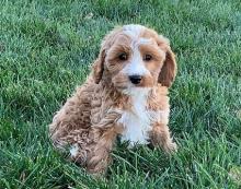 Puppies for sale , cavapoo - Ukraine, Kirovograd