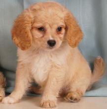 Puppies for sale , cavanese - Ukraine, Kherson