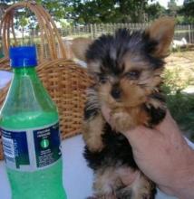 Puppies for sale yorkshire terrier - Italy, Turin